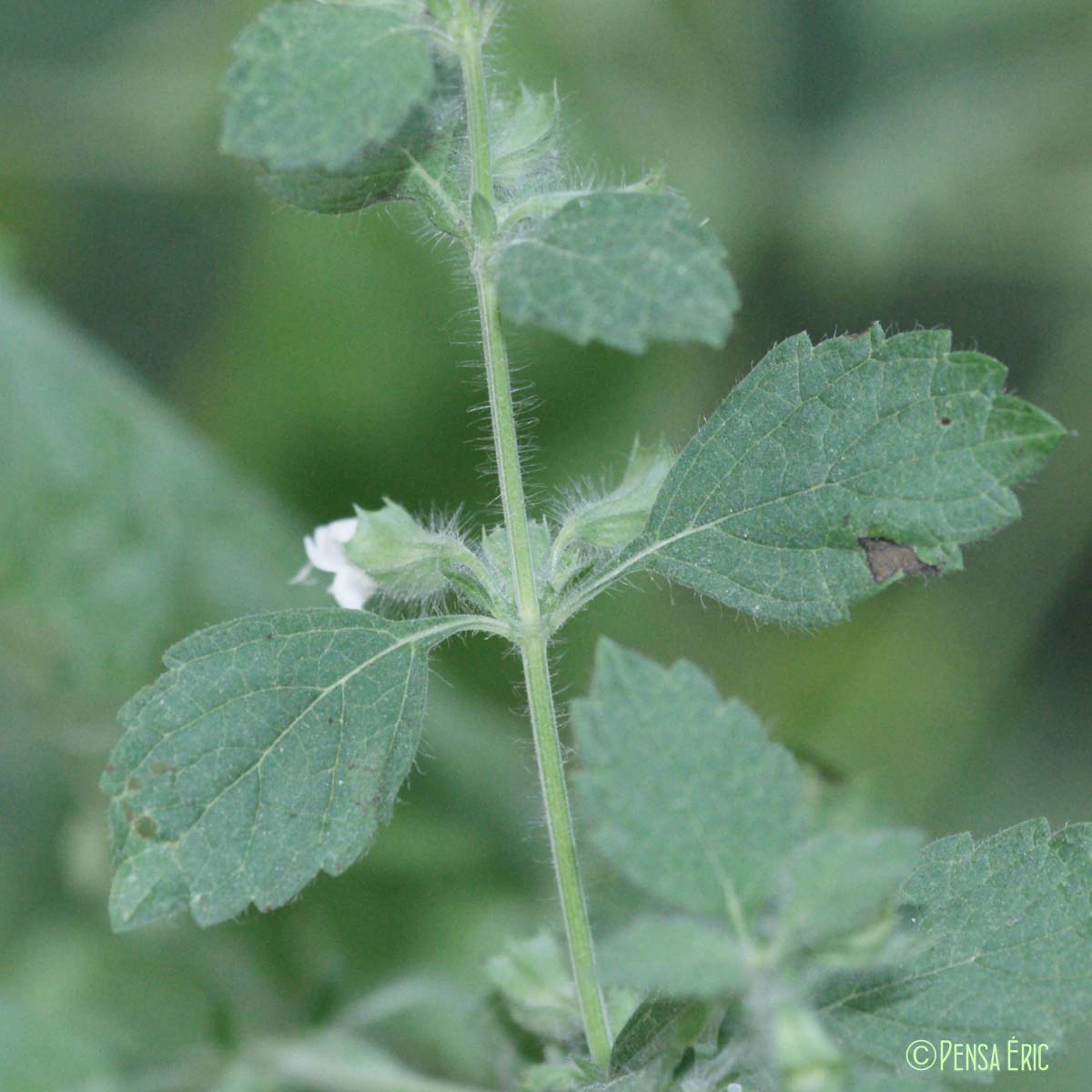 Mélisse officinale - Melissa officinalis subsp. officinalis