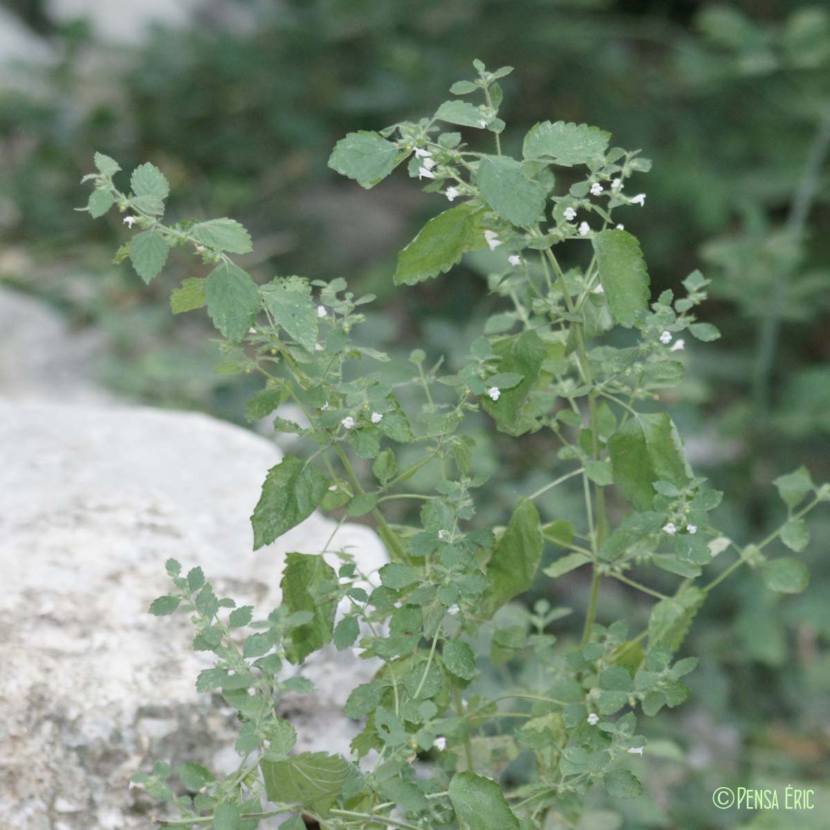 Mélisse officinale - Melissa officinalis subsp. officinalis