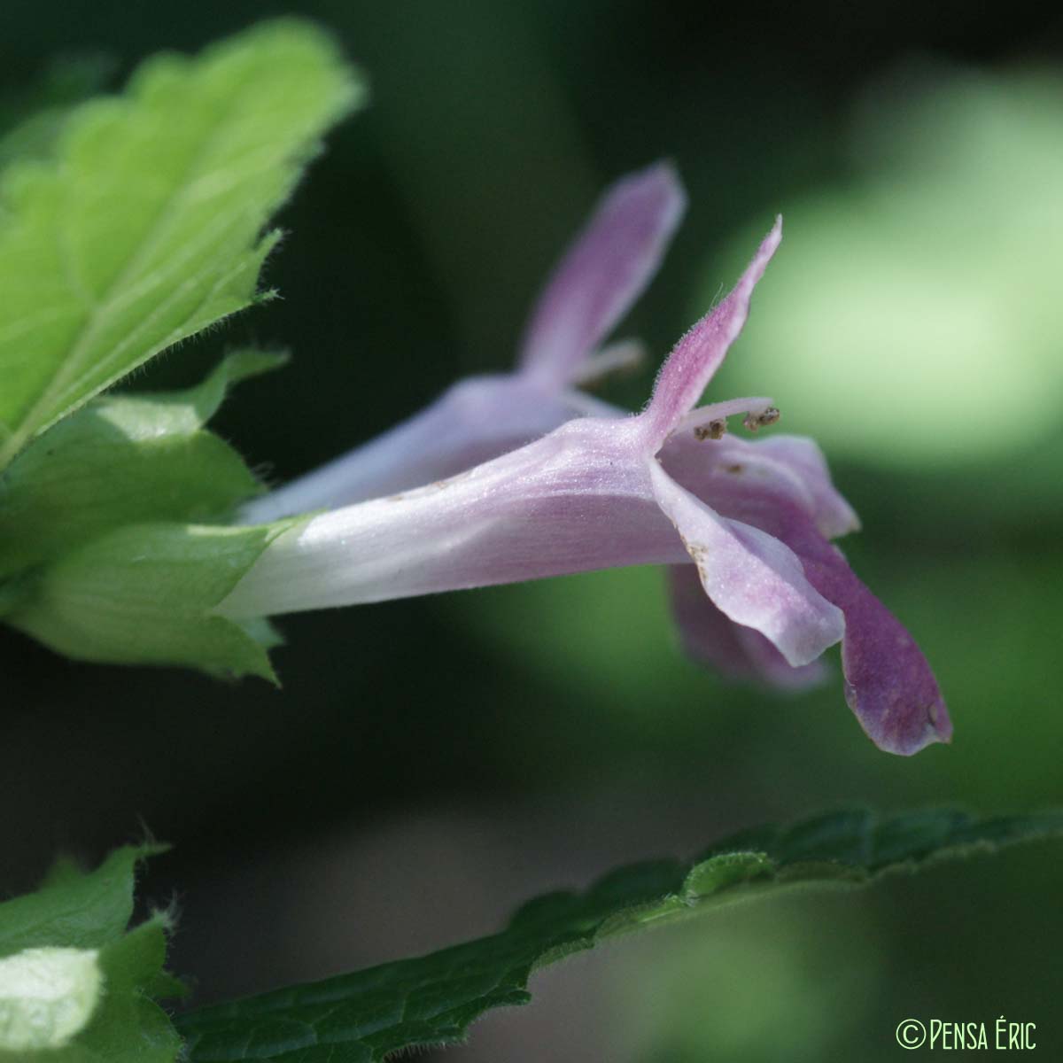 Mélitte à feuilles de mélisse - Melittis melissophyllum subsp. melissophyllum