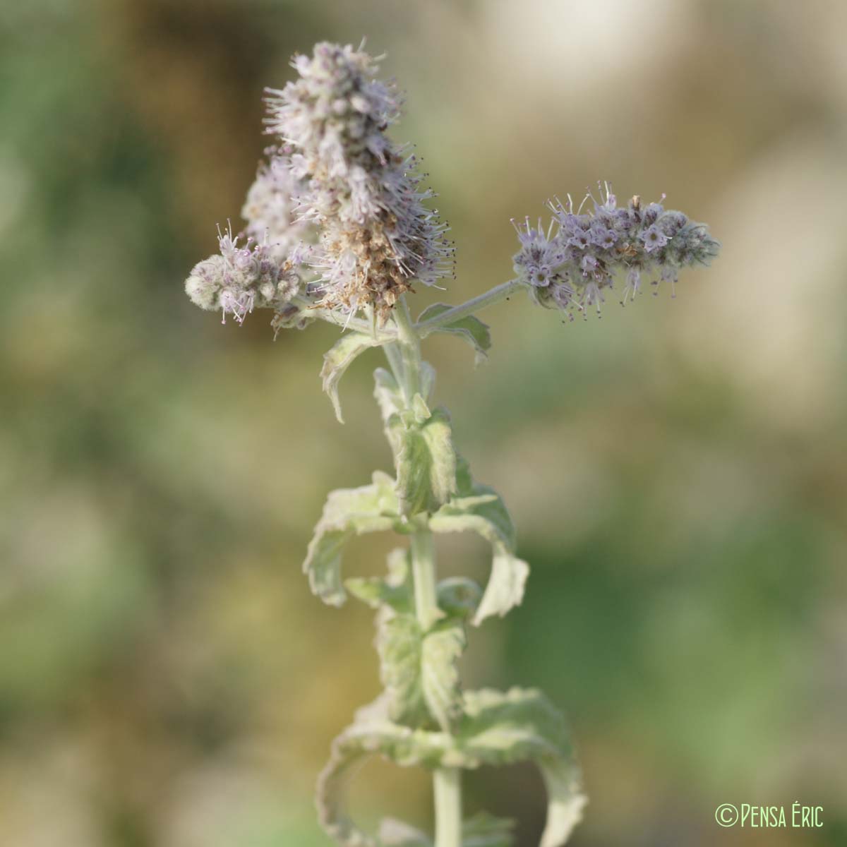 Menthe à feuilles rondes - Mentha suaveolens