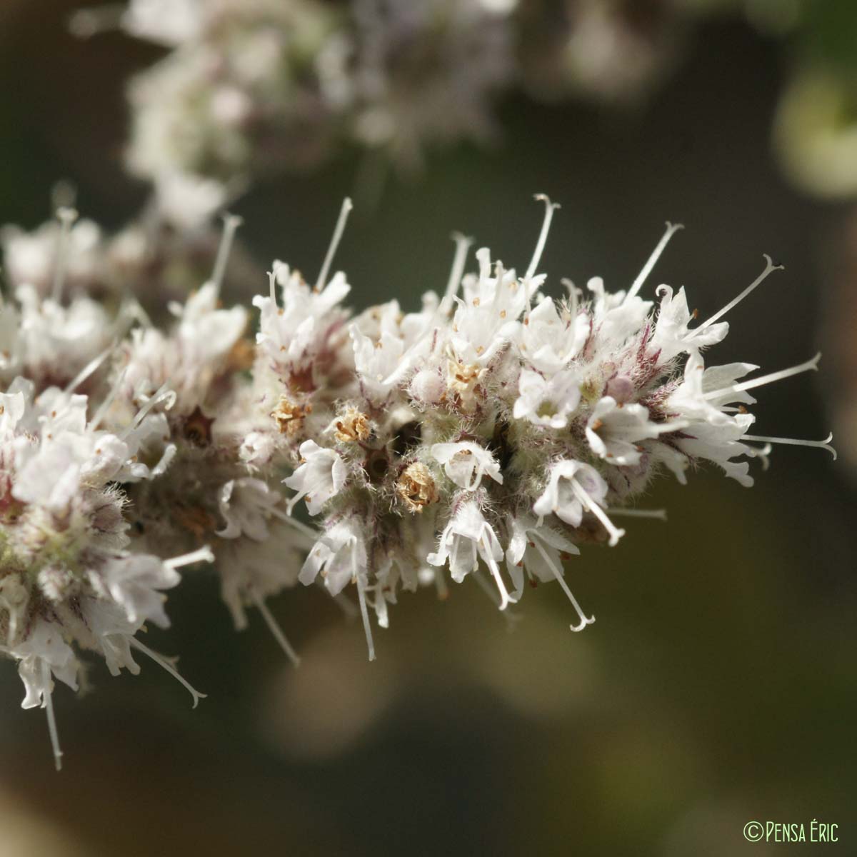 Menthe à feuilles rondes - Mentha suaveolens