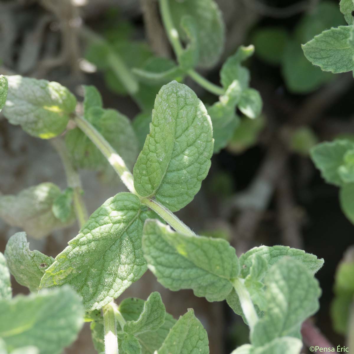 Menthe à feuilles rondes - Mentha suaveolens subsp. suaveolens