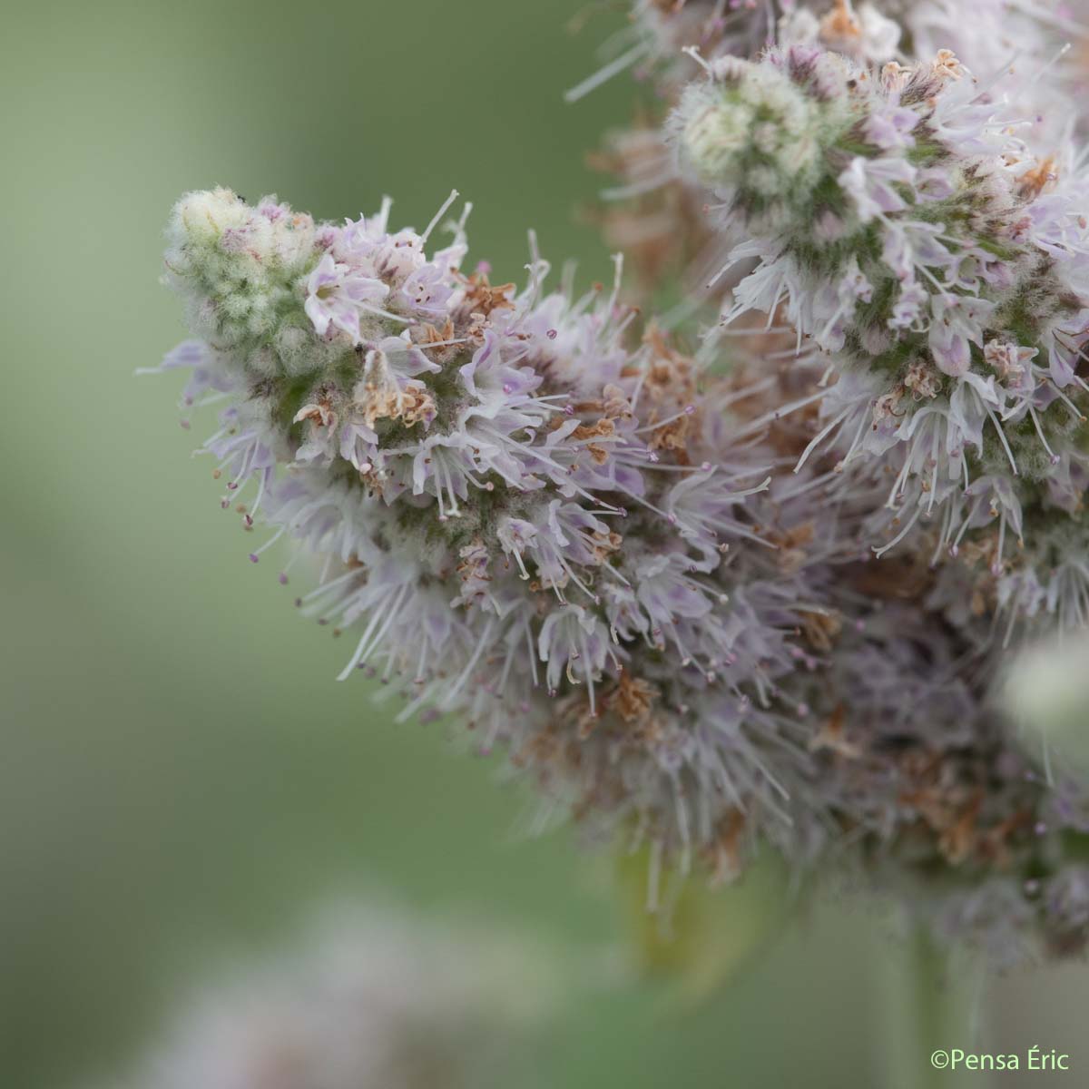 Menthe à longues feuilles - Mentha longifolia