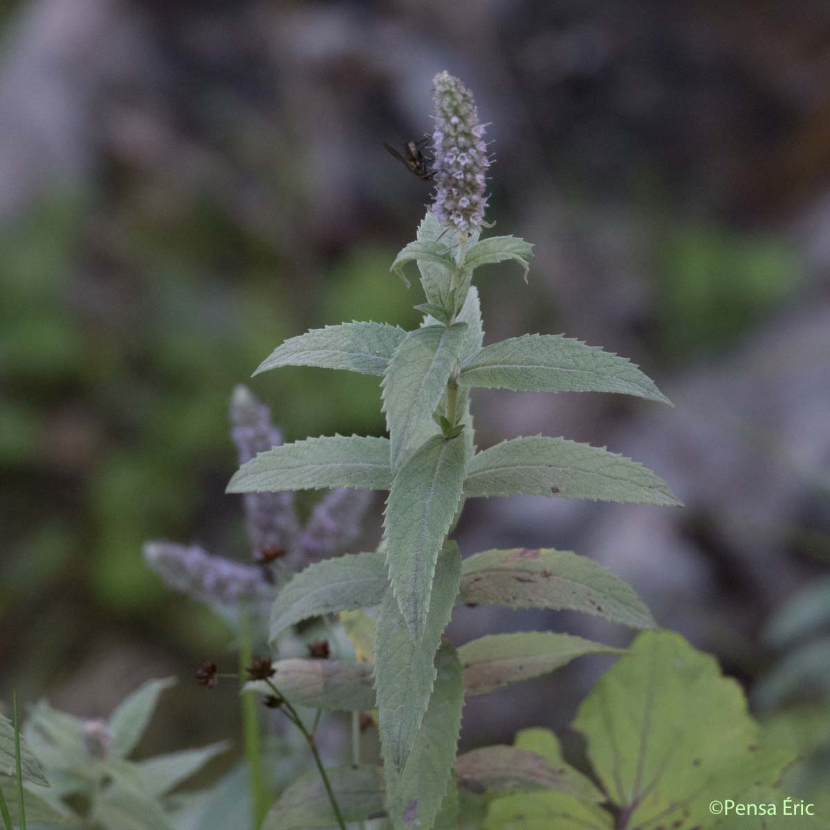 Menthe à longues feuilles - Mentha longifolia