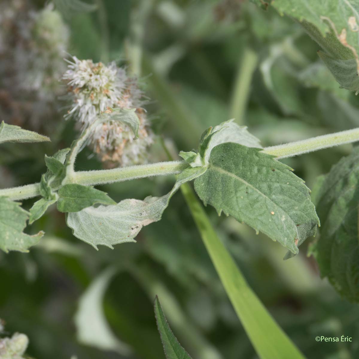 Menthe à longues feuilles - Mentha longifolia