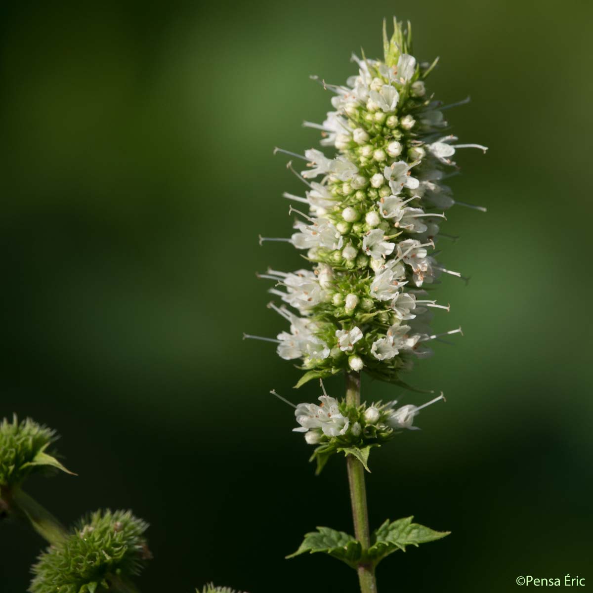 Menthe en épi - Mentha spicata