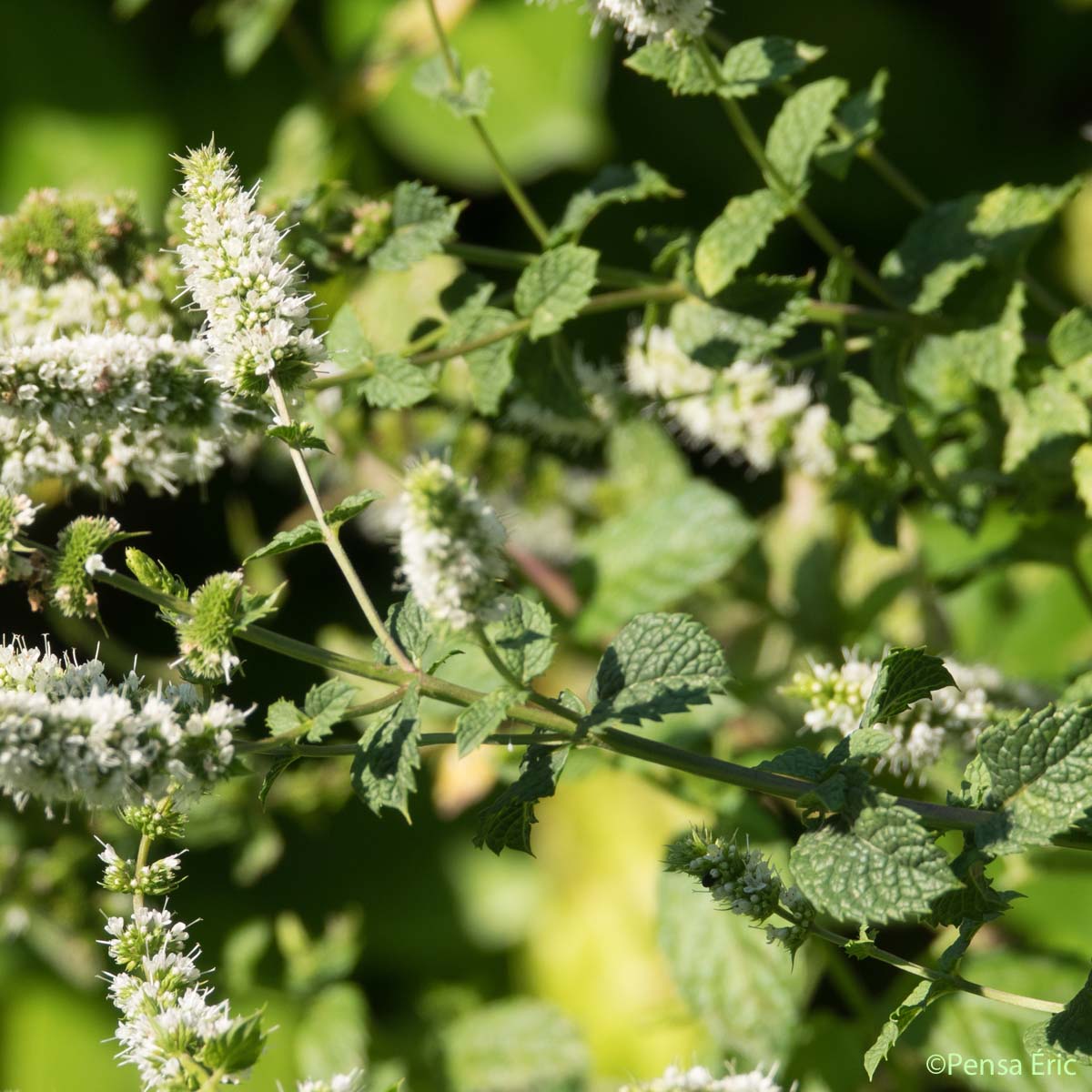 Menthe en épi - Mentha spicata