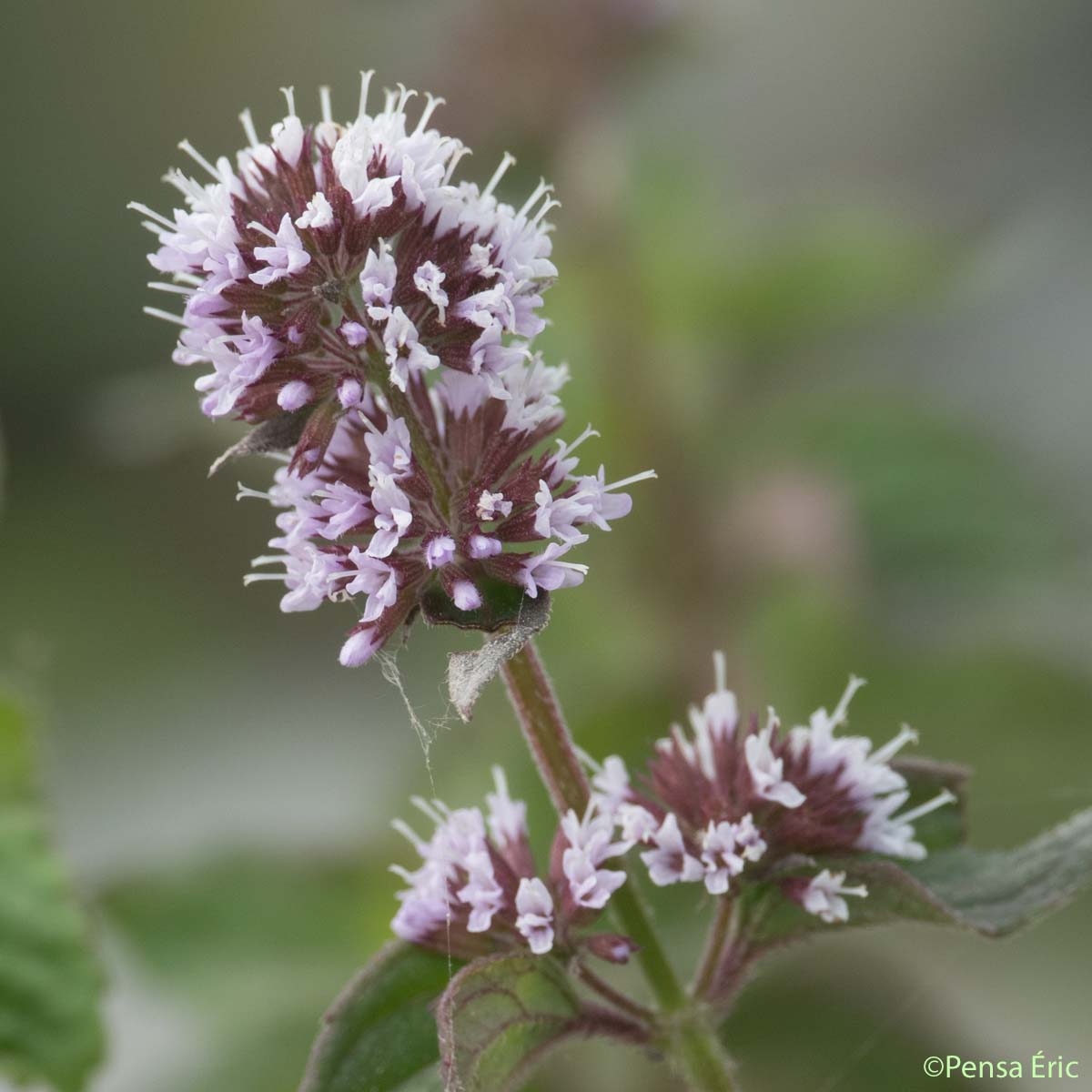 Menthe pouliot - Mentha pulegium