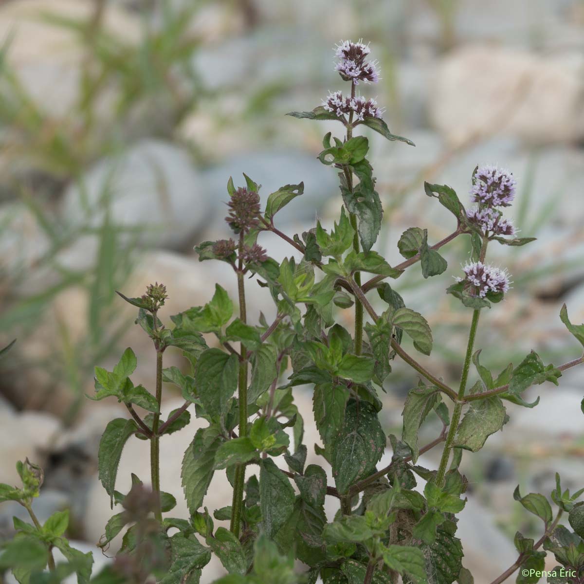 Menthe pouliot - Mentha pulegium