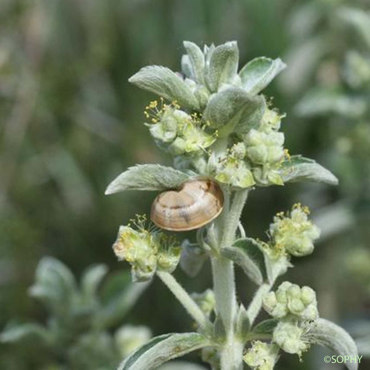 Mercuriale tomenteuse - Mercurialis tomentosa