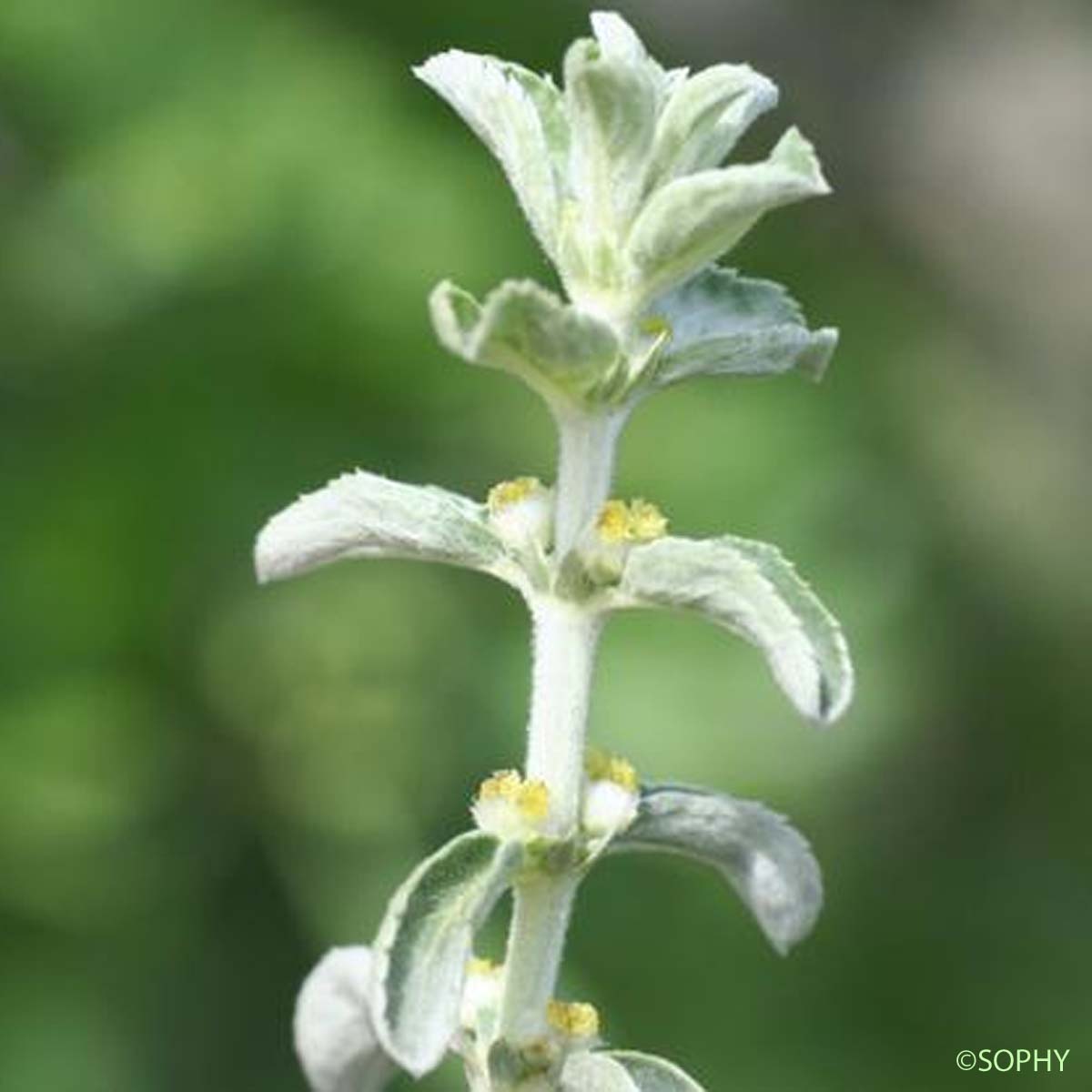 Mercuriale tomenteuse - Mercurialis tomentosa