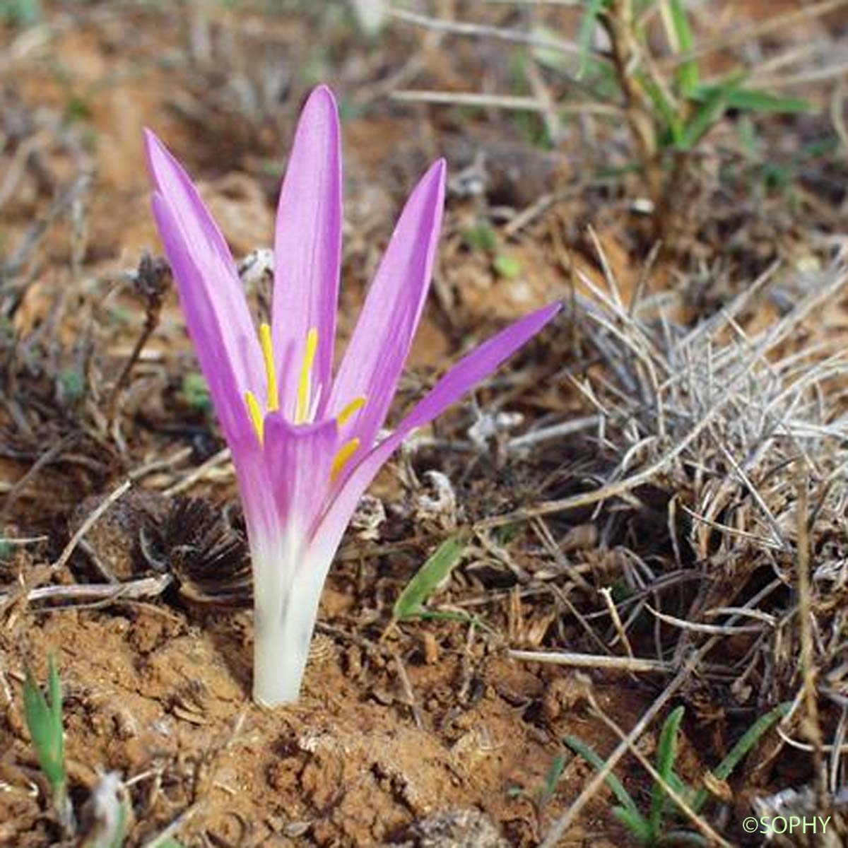 Mérendéra à feuilles filiformes - Colchicum filifolium