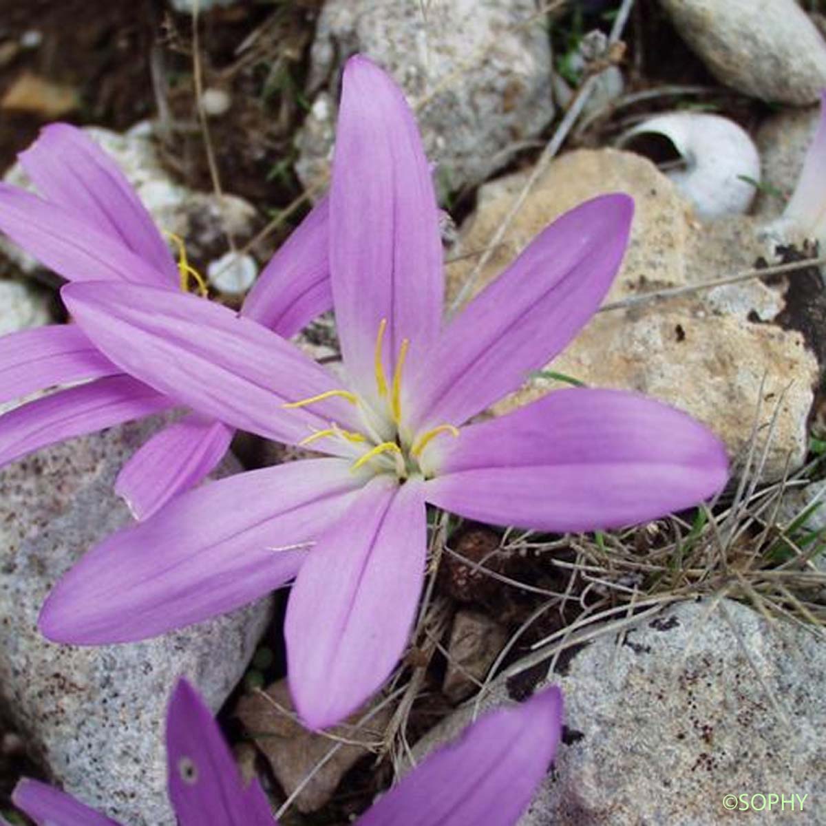 Mérendéra à feuilles filiformes - Colchicum filifolium