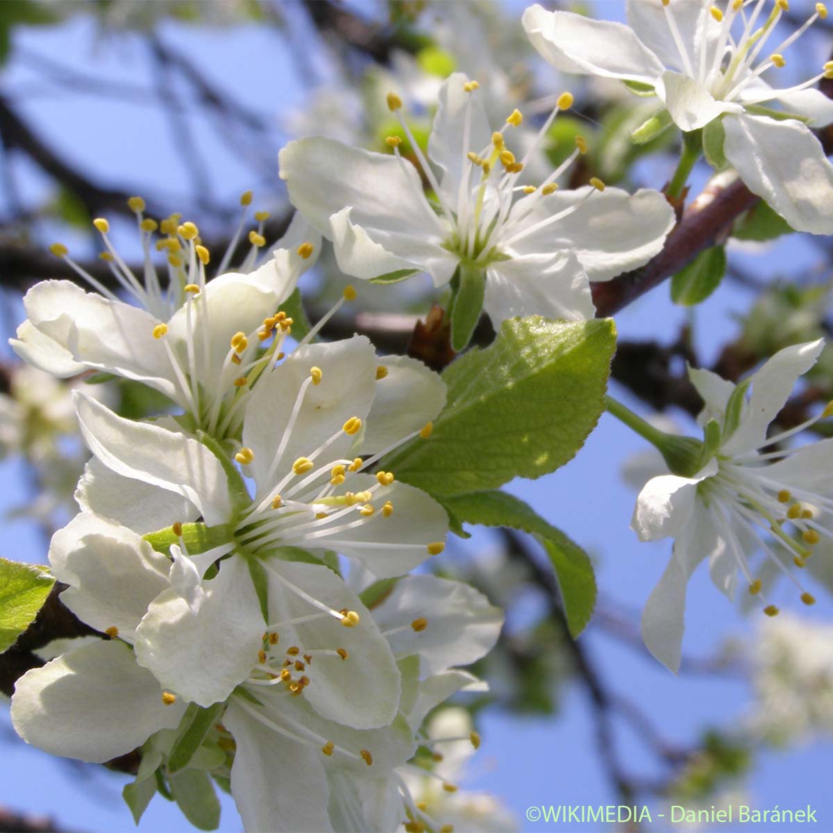 Merisier - Prunus avium