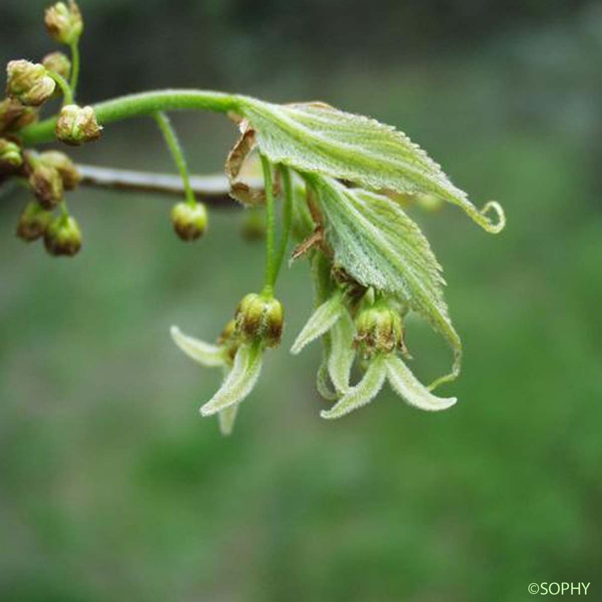 Micocoulier de Provence - Celtis australis