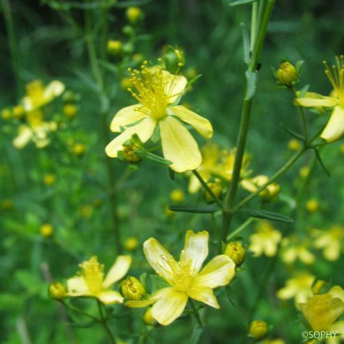 Millepertuis à feuilles d'Hysope - Hypericum hyssopifolium