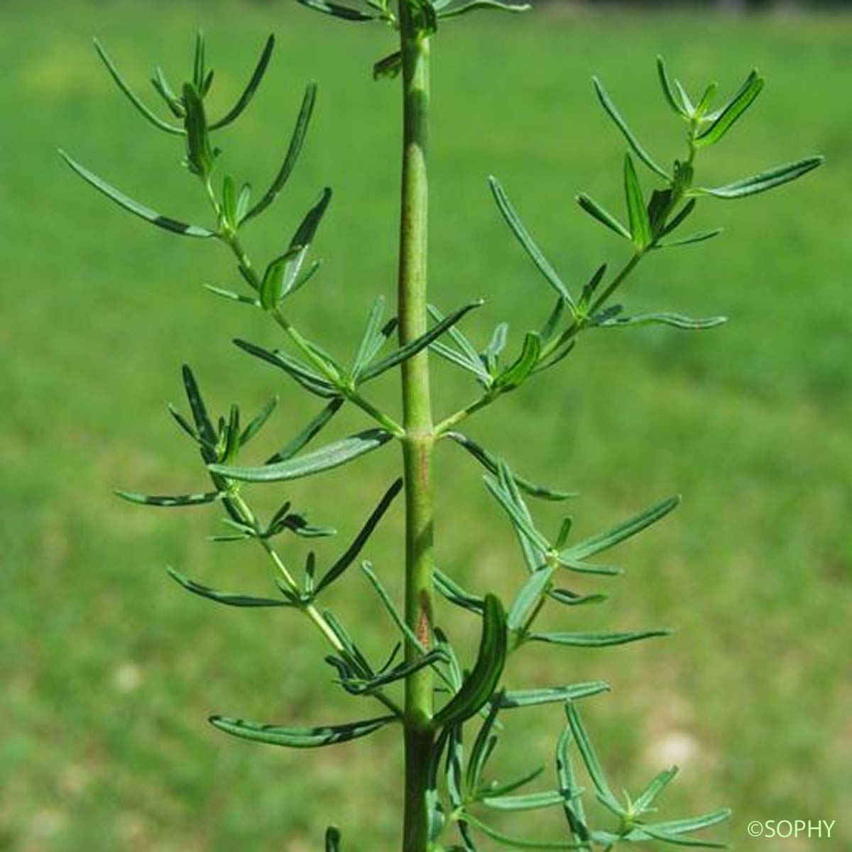 Millepertuis à feuilles d'Hysope - Hypericum hyssopifolium