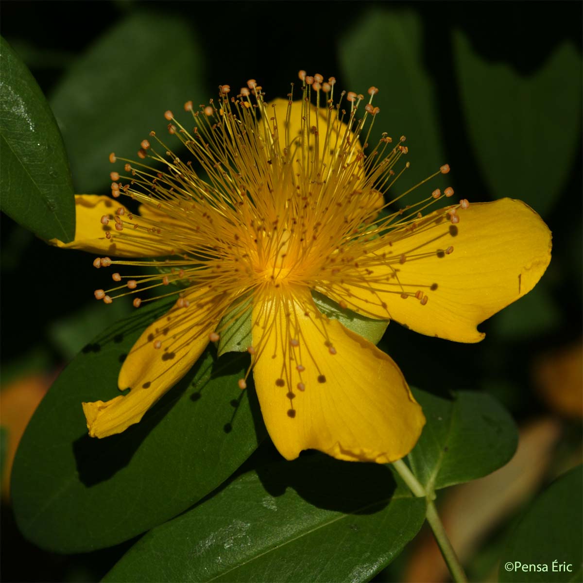 Millepertuis à grandes fleurs - Hypericum calycinum