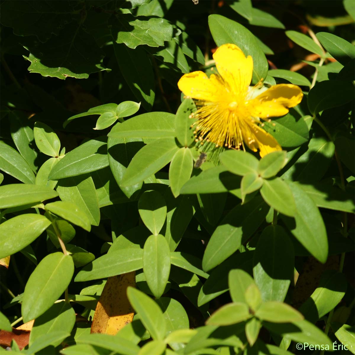 Millepertuis à grandes fleurs - Hypericum calycinum