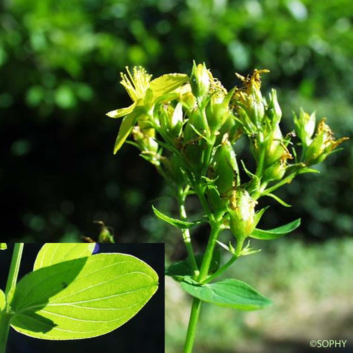 Millepertuis à quatre ailes - Hypericum tetrapterum