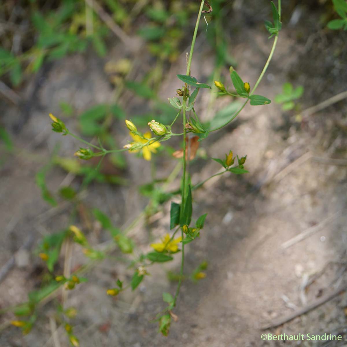 Millepertuis couché - Hypericum humifusum