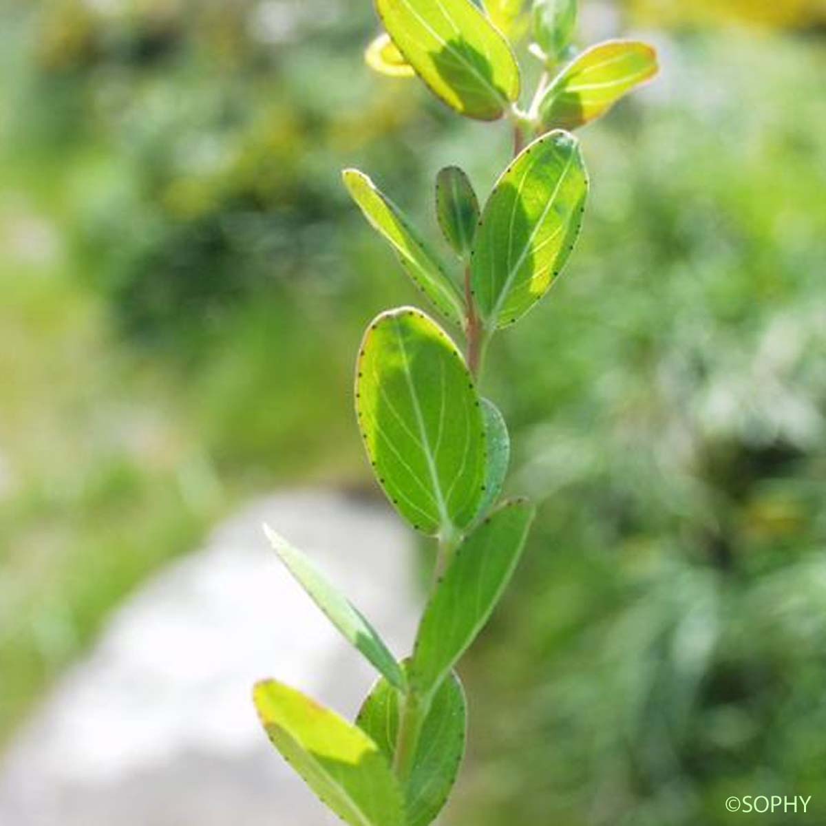 Millepertuis couché - Hypericum humifusum