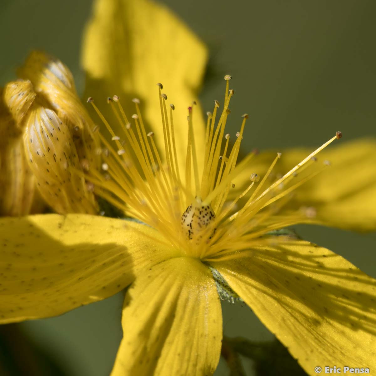 Millepertuis de Richer - Hypericum richeri subsp. richeri