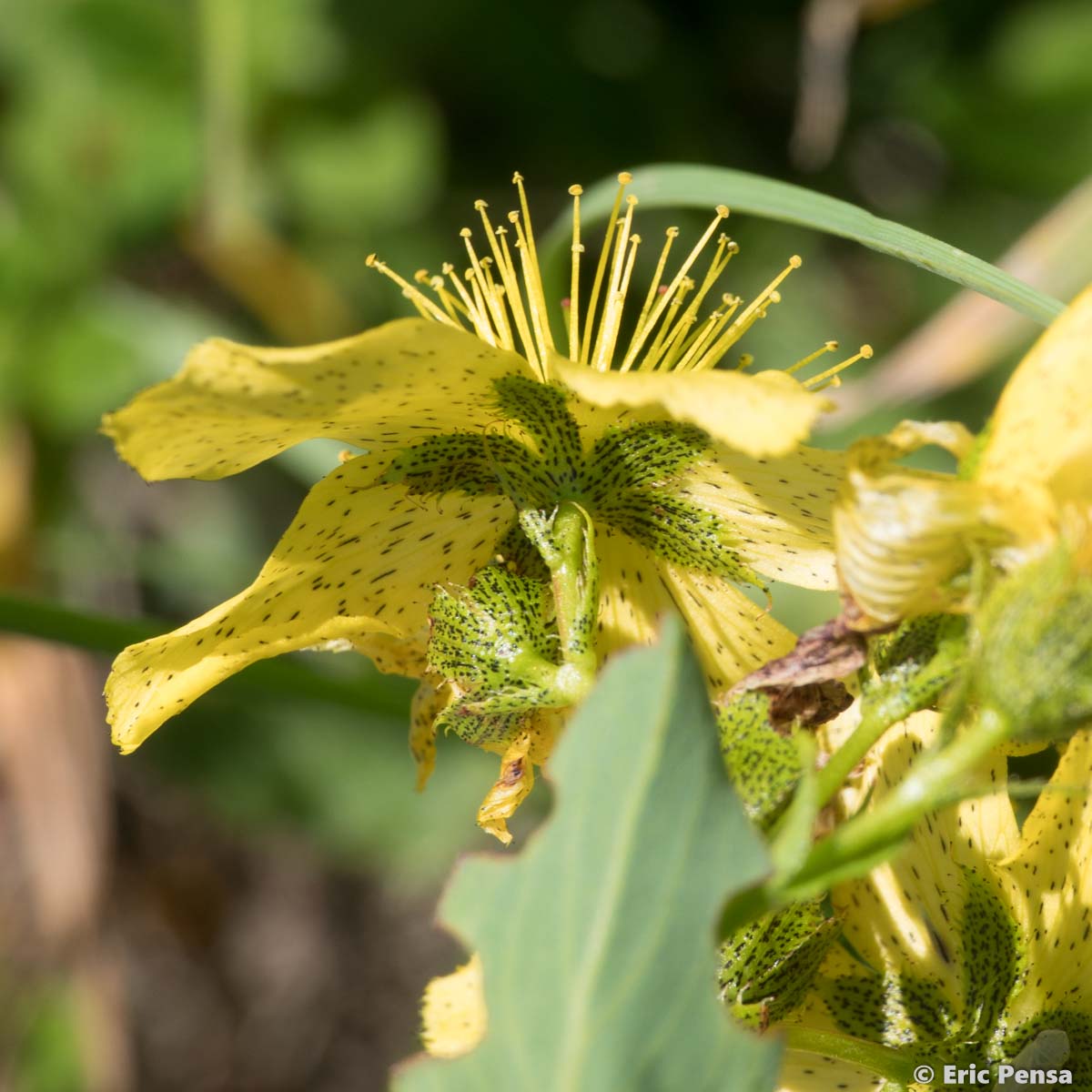 Millepertuis de Richer - Hypericum richeri subsp. richeri