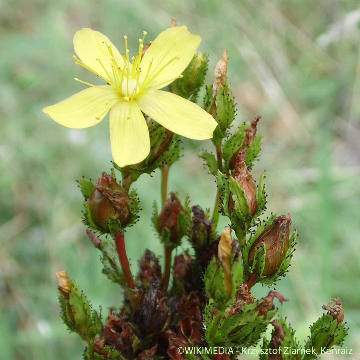 Millepertuis des montagnes - Hypericum montanum