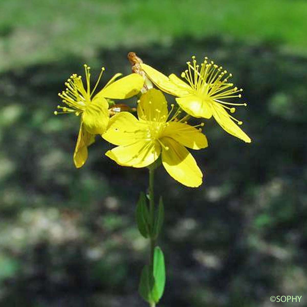 Millepertuis du Midi - Hypericum australe