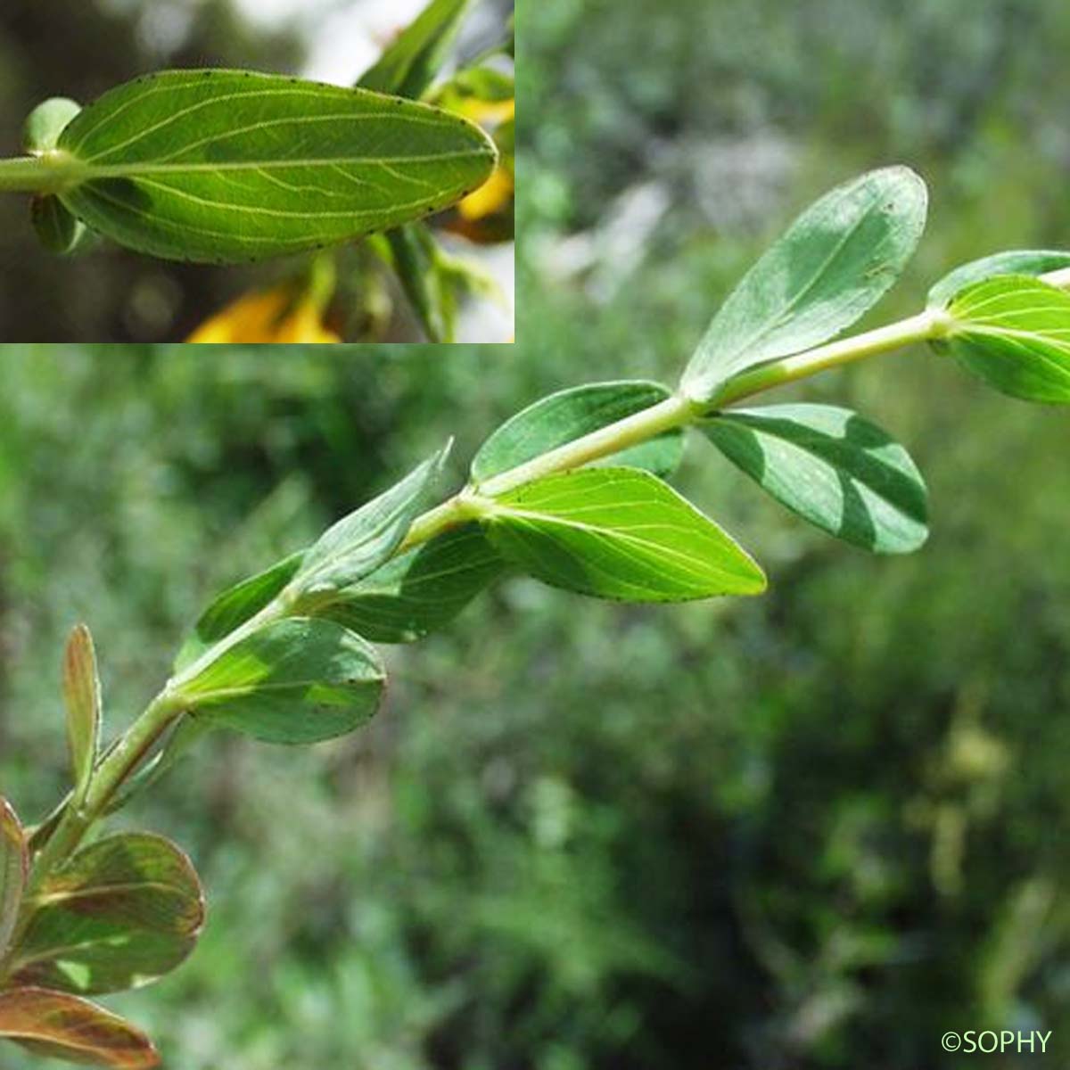 Millepertuis du Midi - Hypericum australe