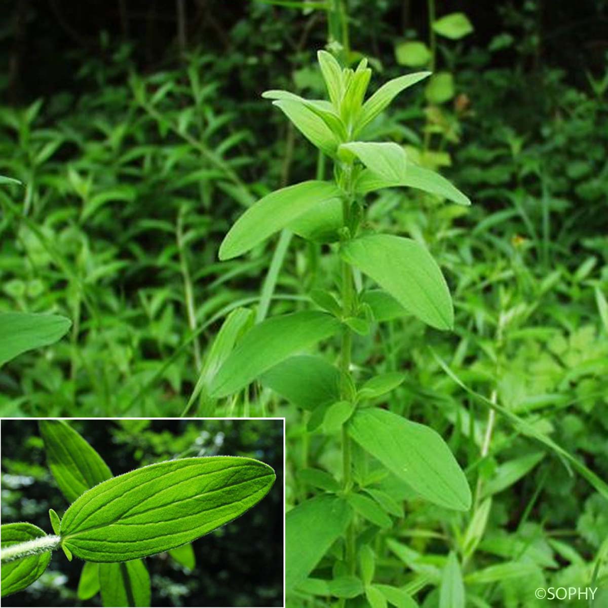 Millepertuis hérissé - Hypericum hirsutum