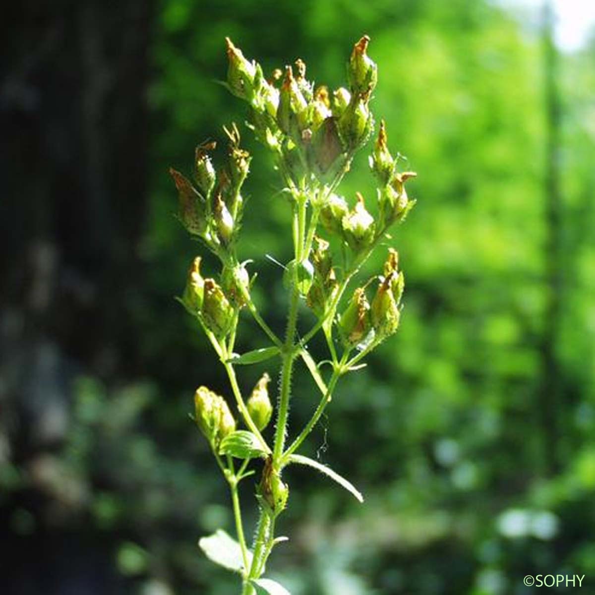 Millepertuis hérissé - Hypericum hirsutum