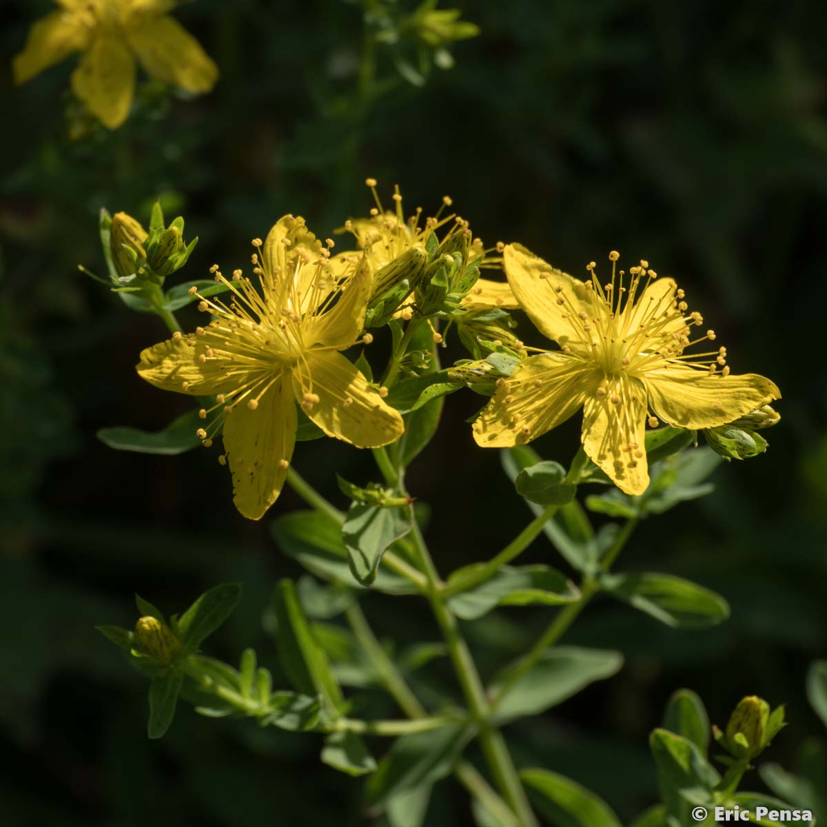 Millepertuis perforé  - Hypericum perforatum subsp. perforatum