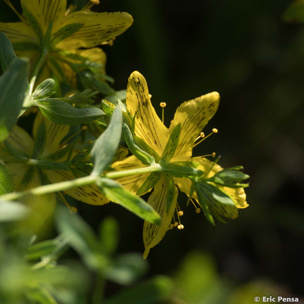 Millepertuis perforé  - Hypericum perforatum subsp. perforatum
