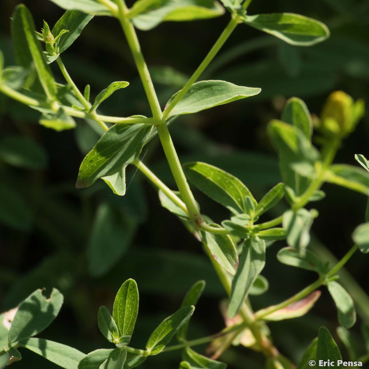 Millepertuis perforé  - Hypericum perforatum subsp. perforatum