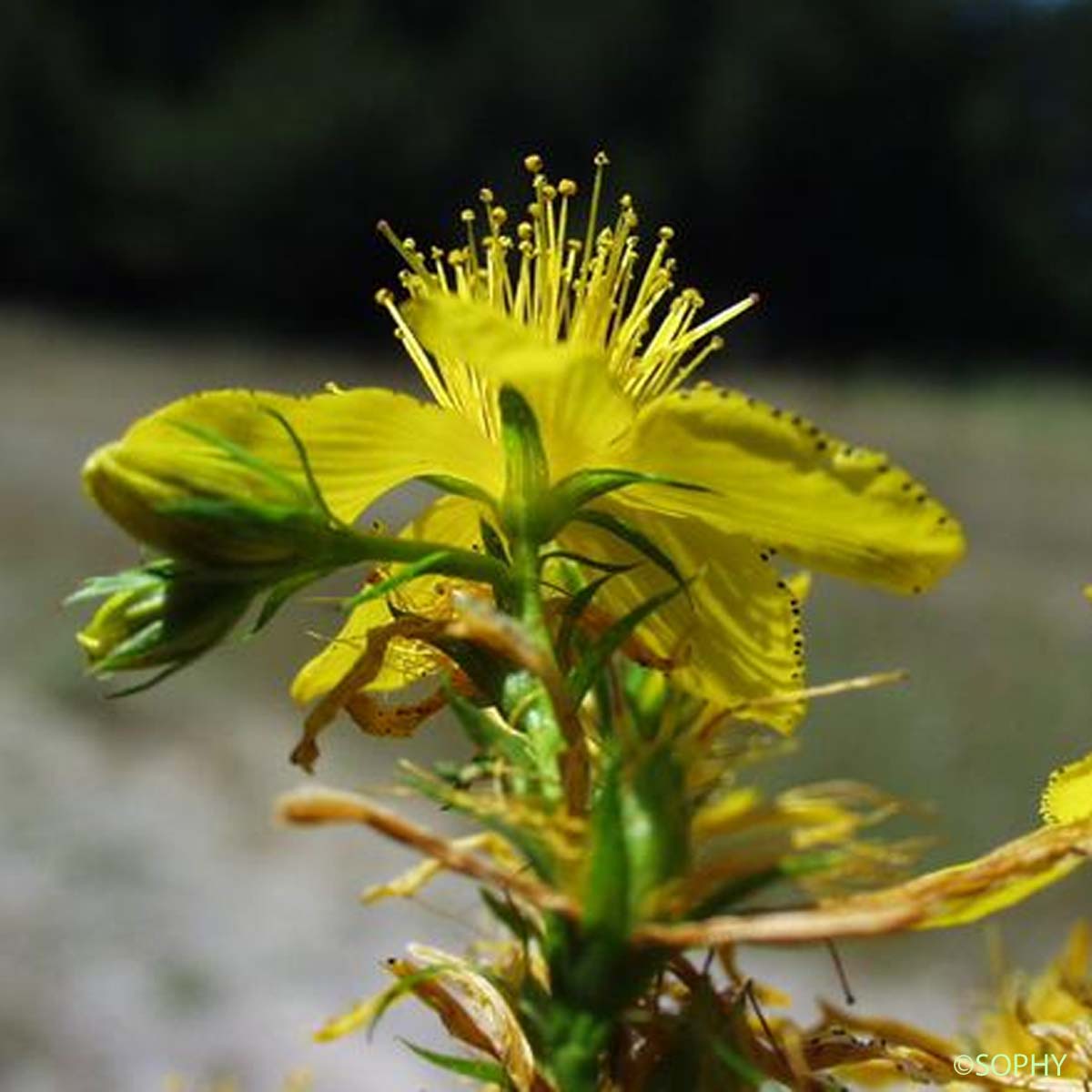 Millepertuis à feuilles étroites - Hypericum perforatum var. angustifolium