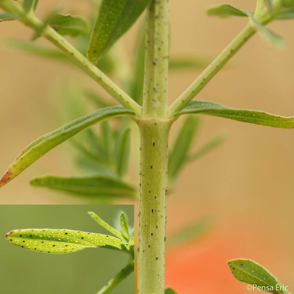 Millepertuis à feuilles étroites - Hypericum perforatum var. angustifolium