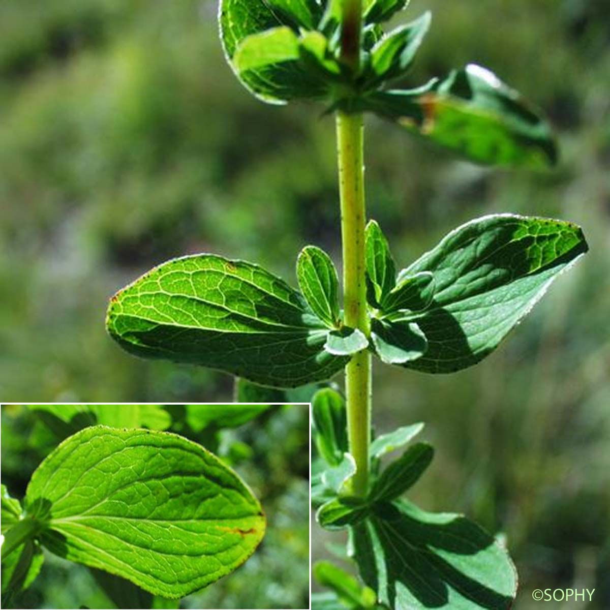 Millepertuis taché - Hypericum maculatum subsp. maculatum