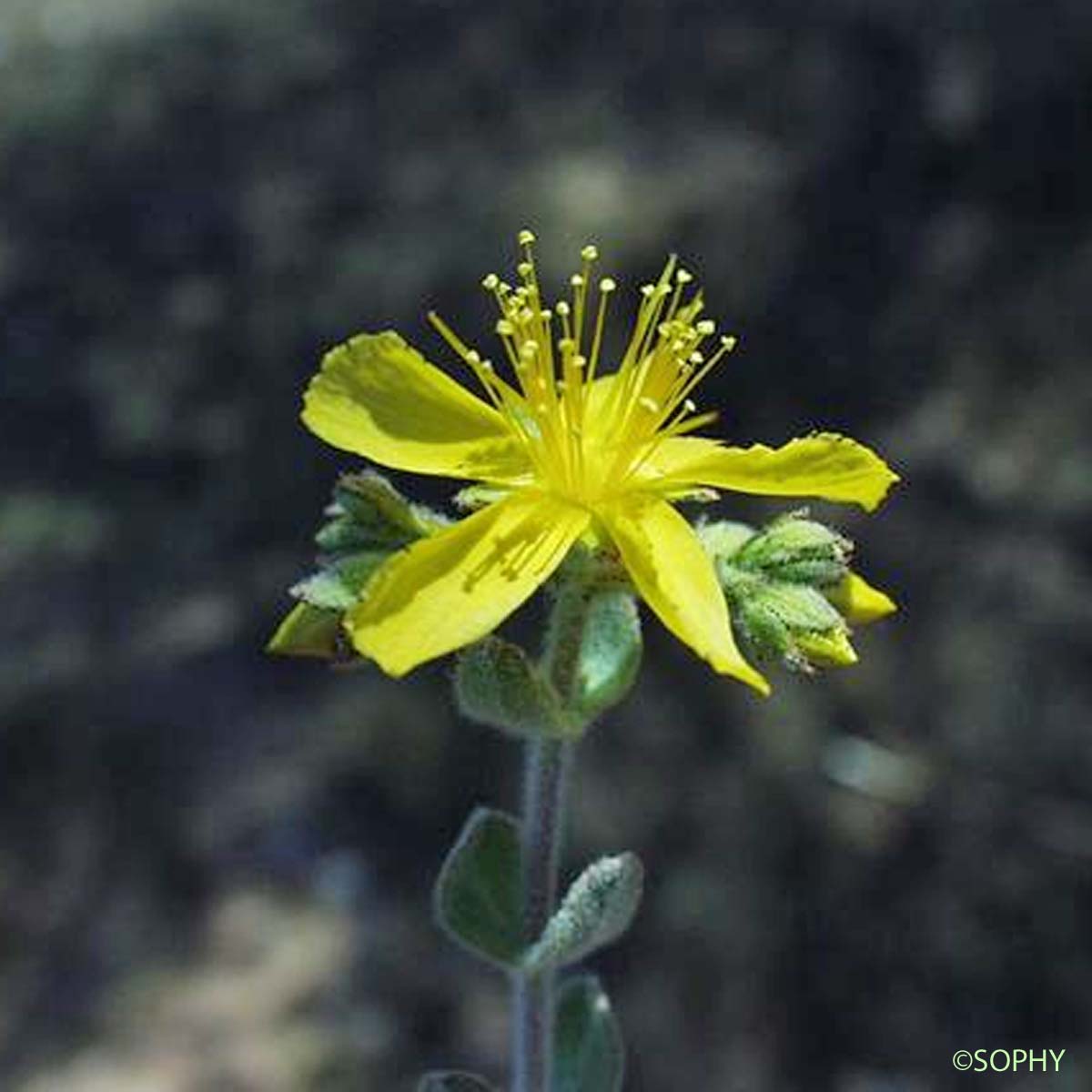 Millepertuis tomenteux - Hypericum tomentosum