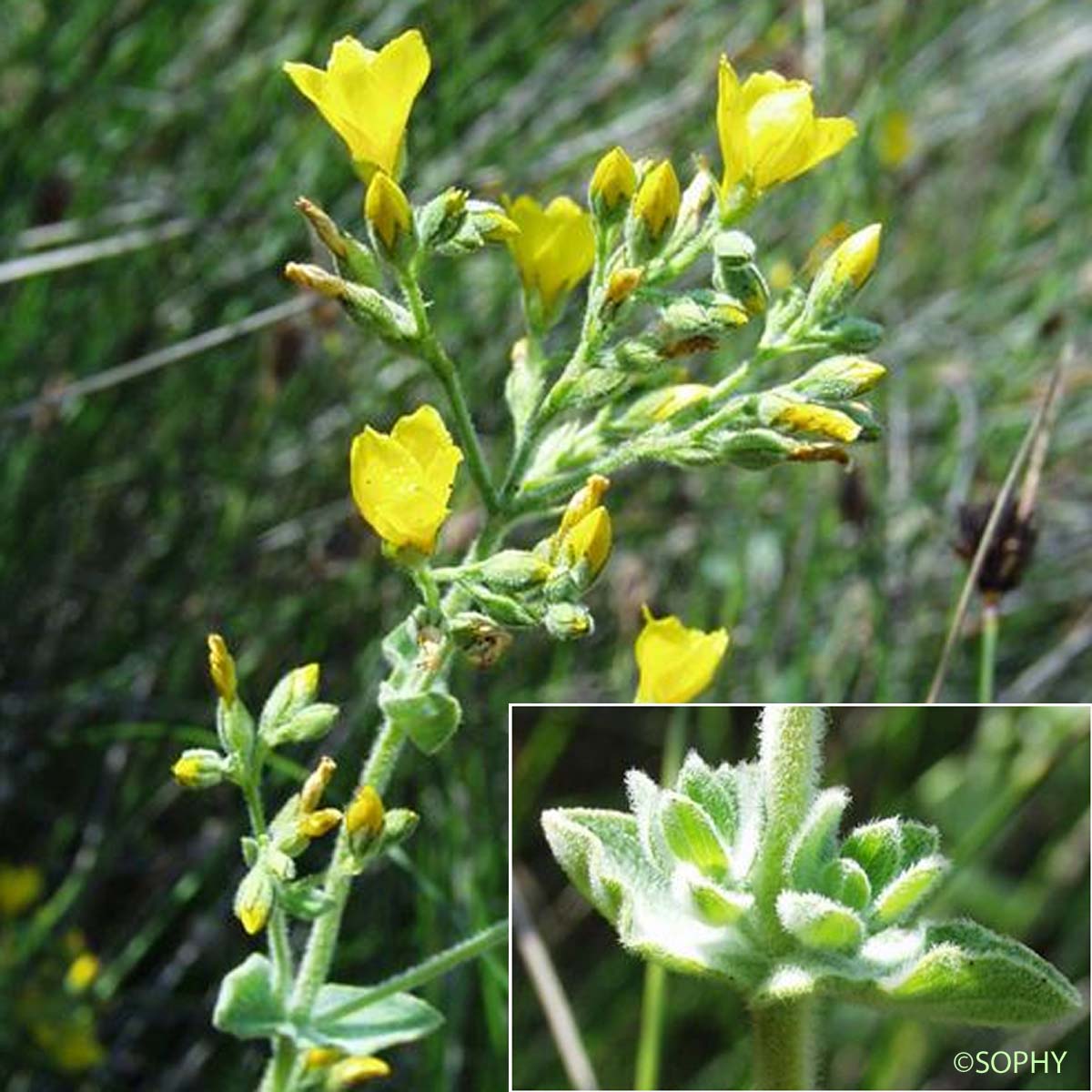 Millepertuis tomenteux - Hypericum tomentosum