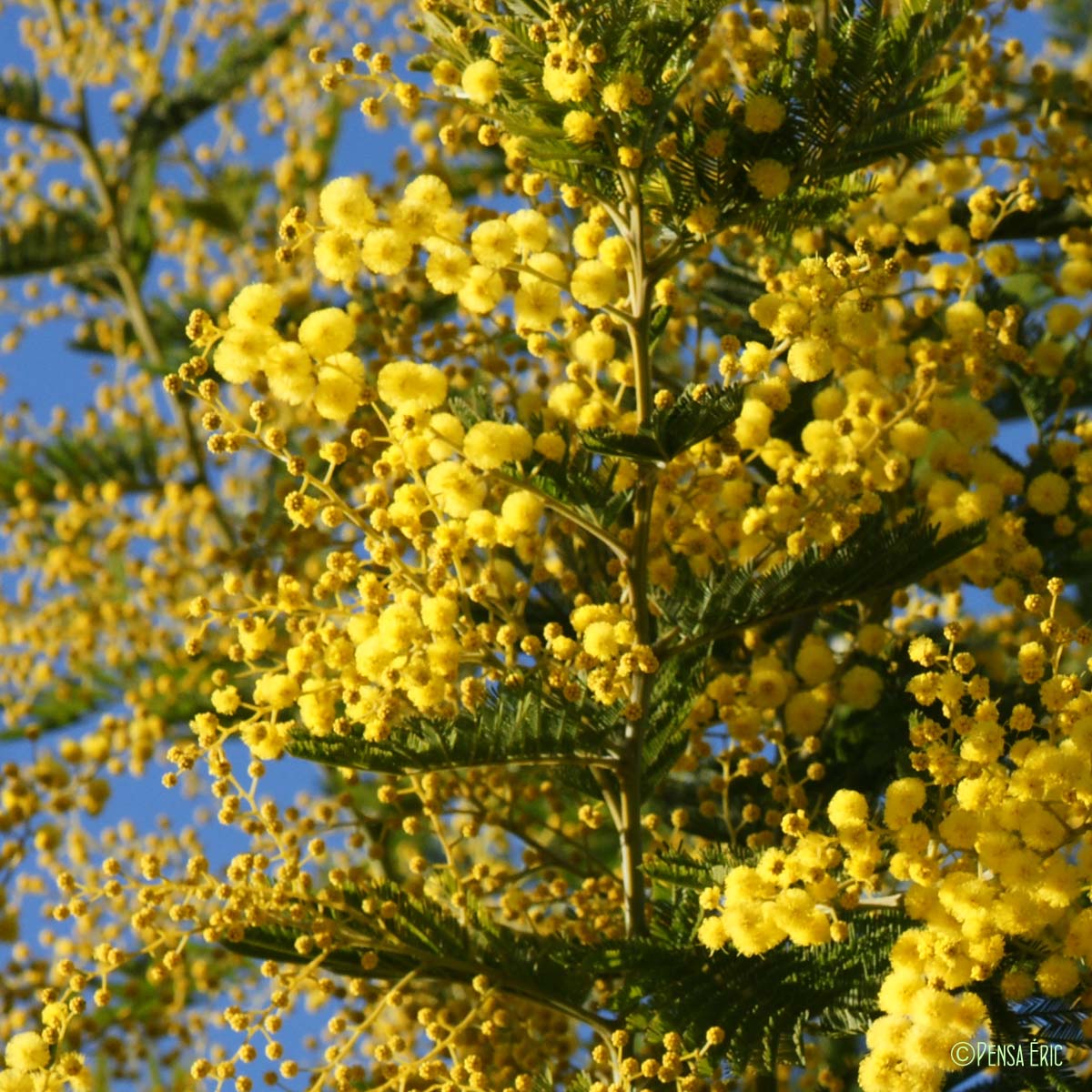 Mimosa - Acacia dealbata