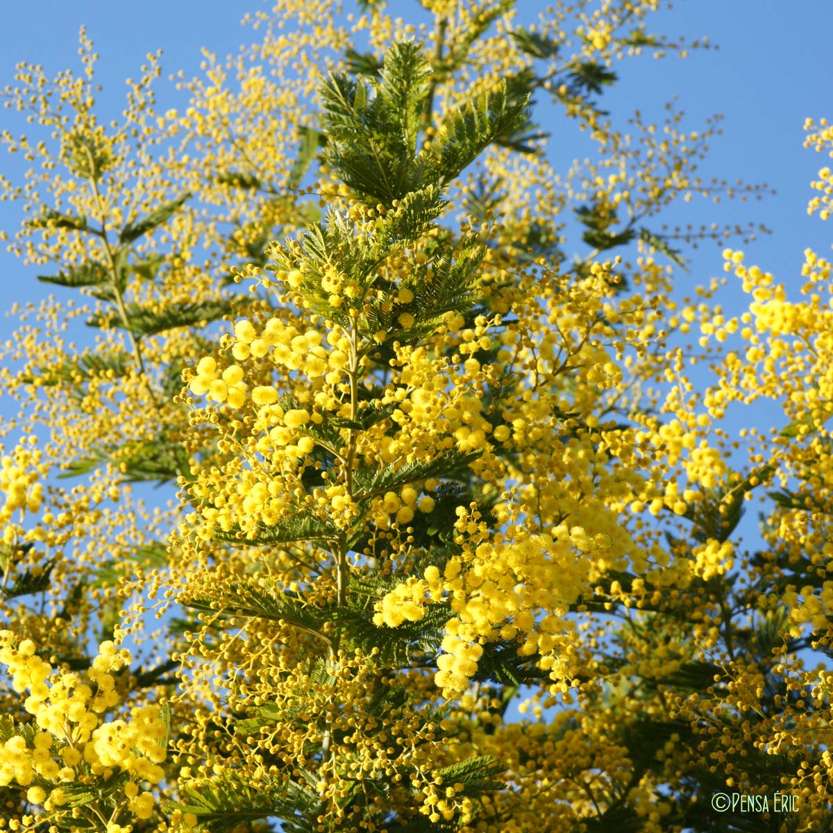 Mimosa - Acacia dealbata