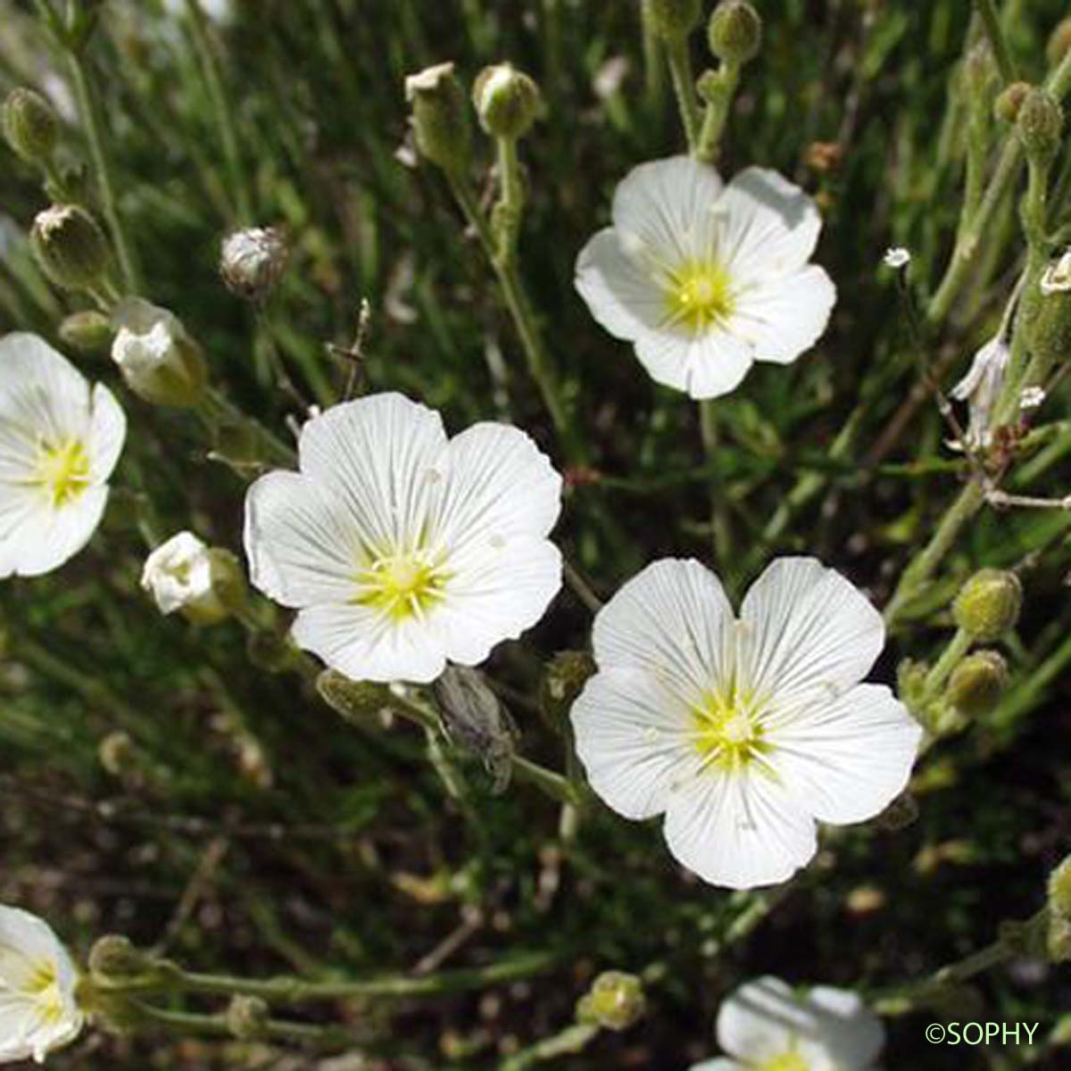 Minuartie à feuilles capillaires - Minuartia capillacea