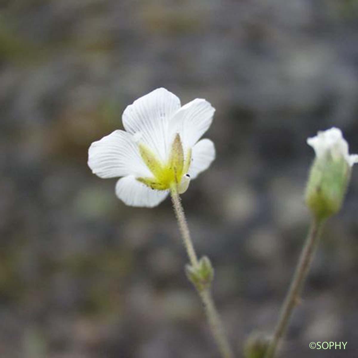 Minuartie à feuilles capillaires - Cherleria capillacea