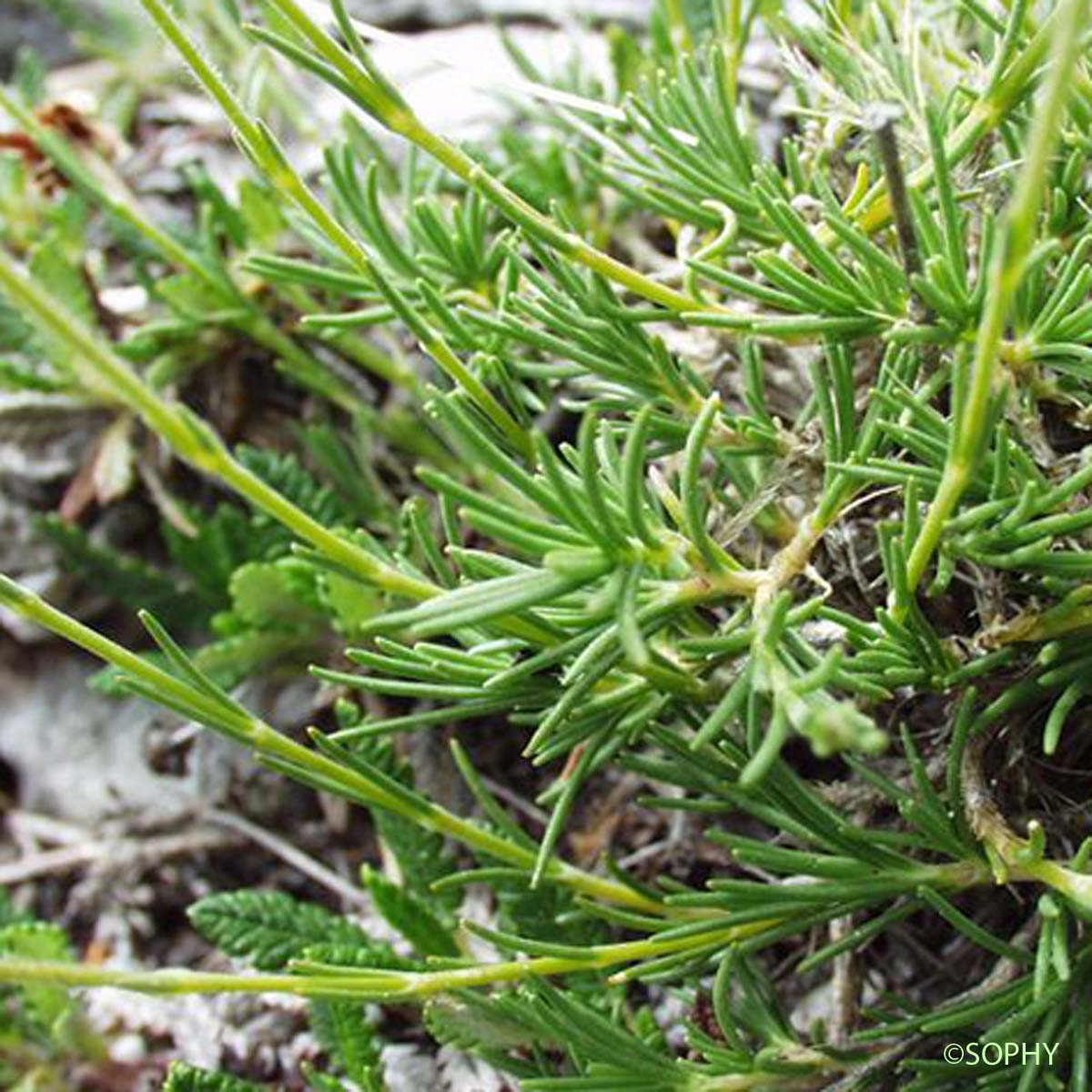 Minuartie à feuilles capillaires - Cherleria capillacea