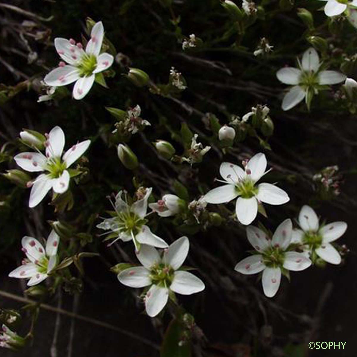 Minuartie à feuilles incurvées - Minuartia recurva subsp. recurva