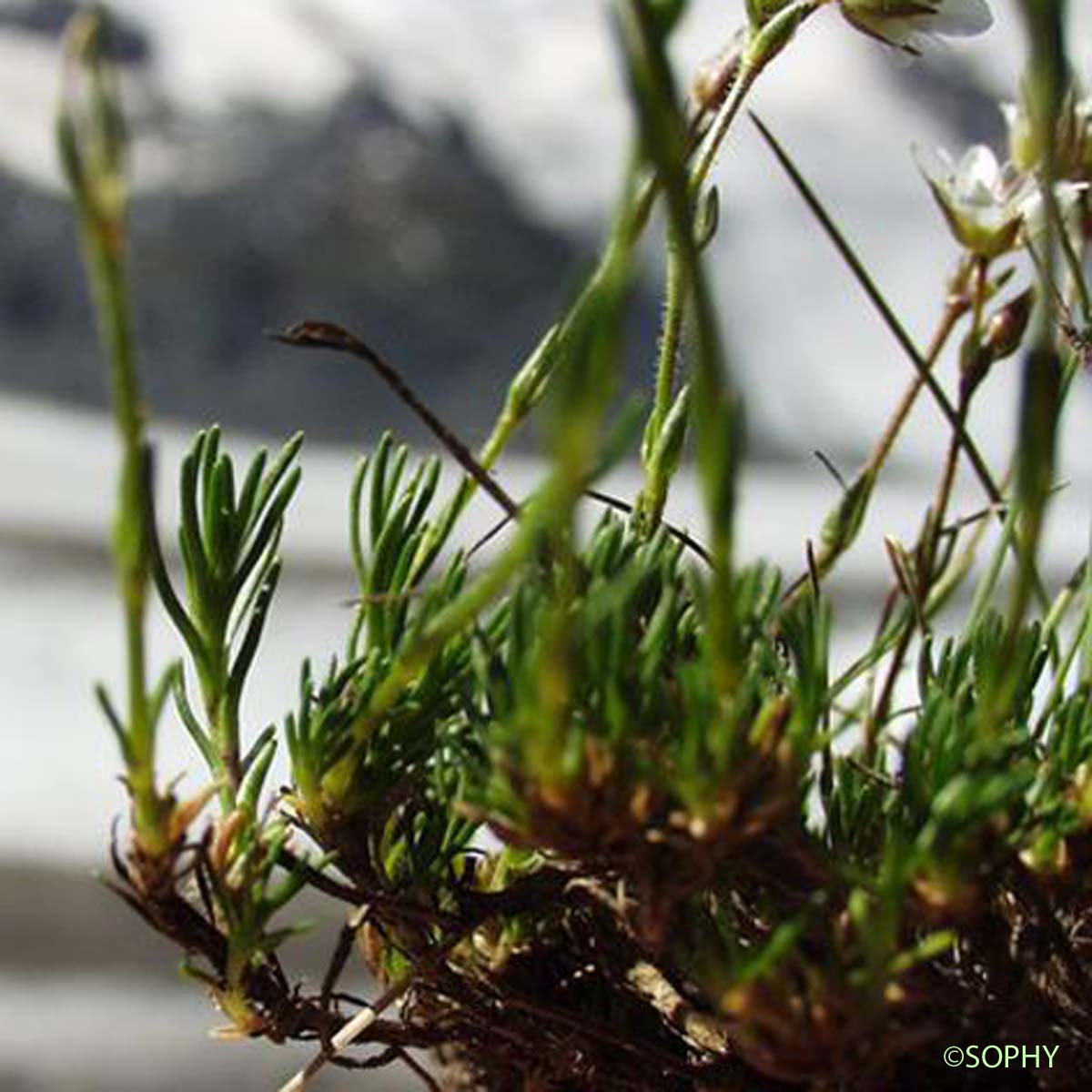 Minuartie à feuilles incurvées - Minuartia recurva subsp. recurva