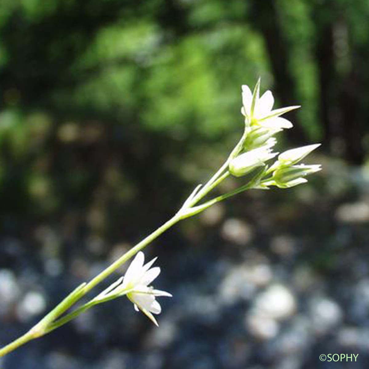 Minuartie à rostre - Minuartia rostrata