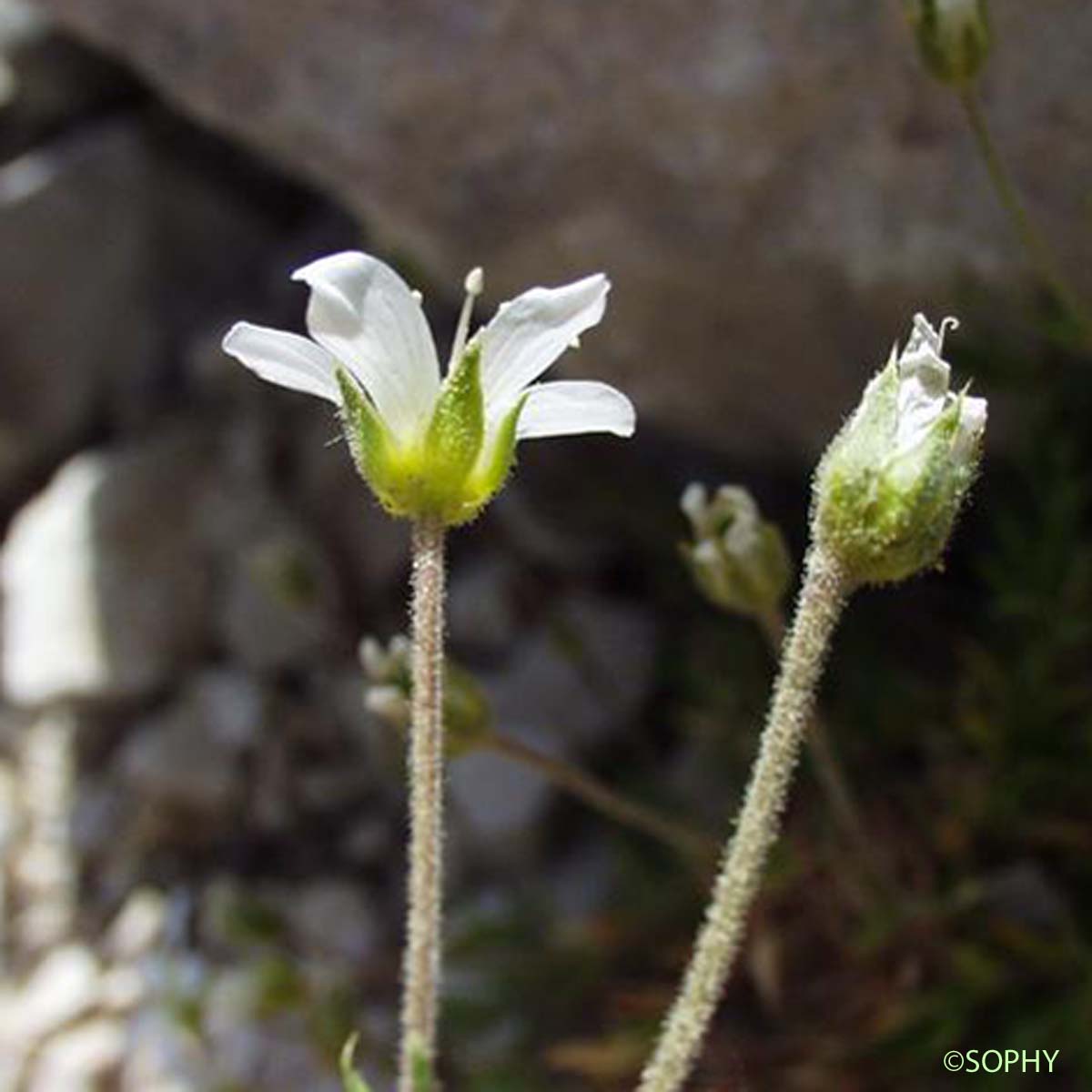 Minuartie de Diomède - Minuartia laricifolia subsp. diomedis